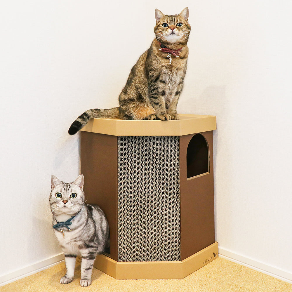 段ボール製爪とぎの上に座る猫と横に立つ猫