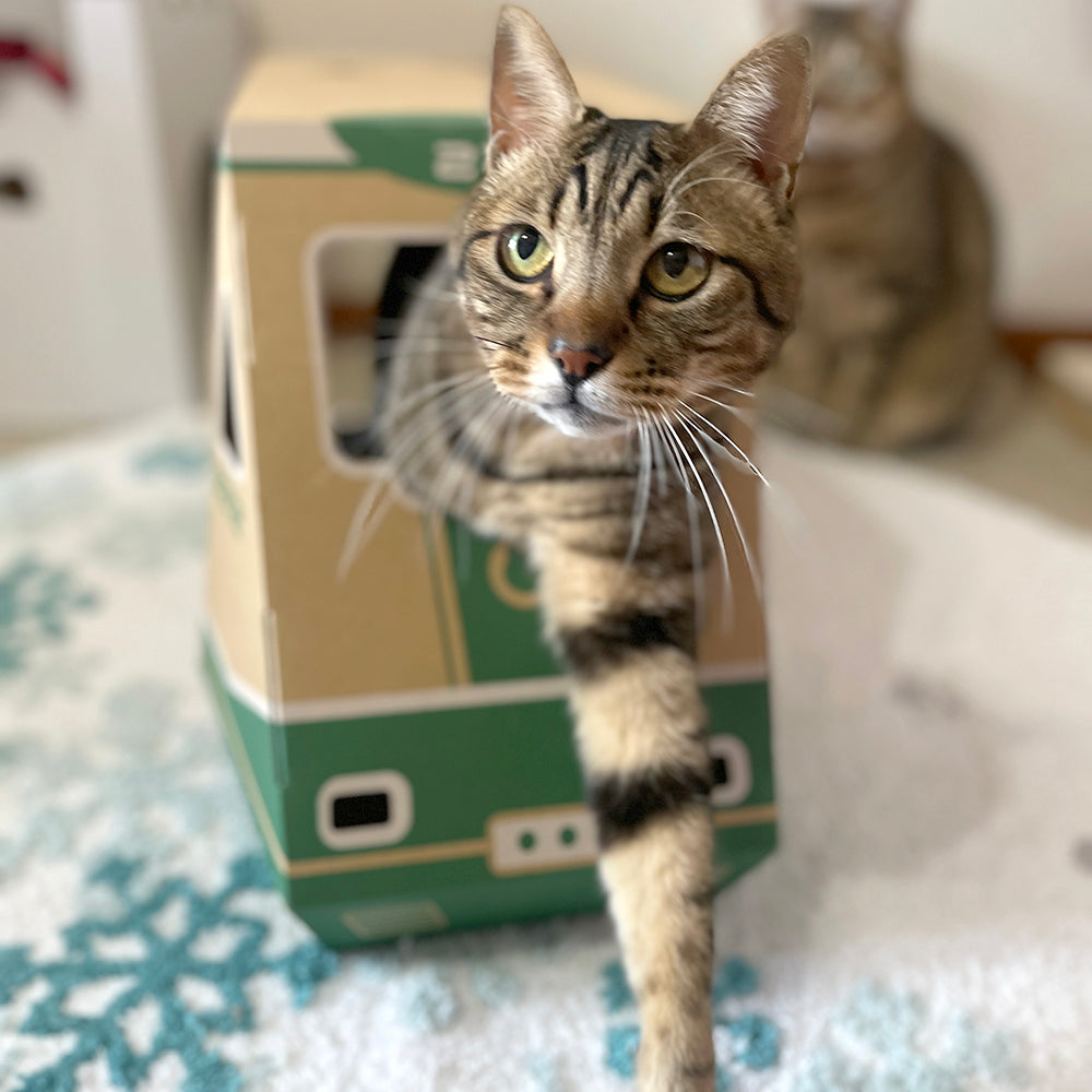 にゃん急エクスプレス　猫ハウス　段ボール　列車　モニター
