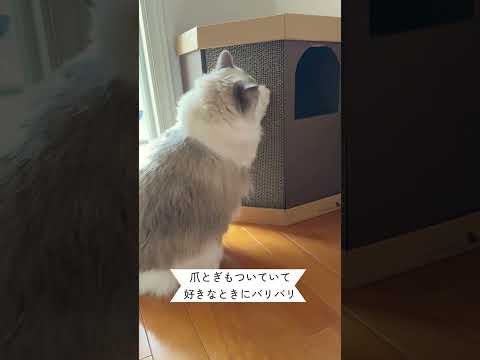 コーナースクラッチハウス　猫ハウス　爪とぎ　段ボール　ナチュラル　動画　モニター